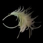 Romantic Feather Weddding/Partying/Honeymoon Barrette  (042024269)